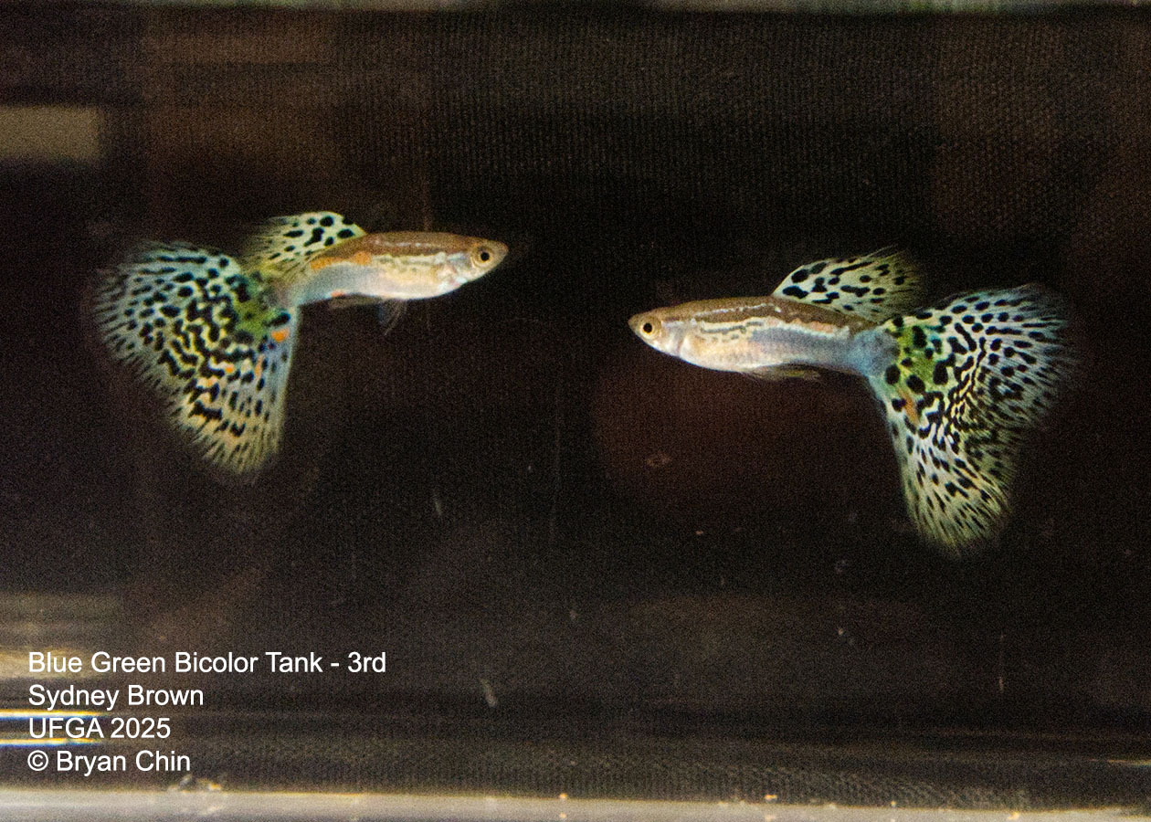 Guppy Blue Green Bicolor